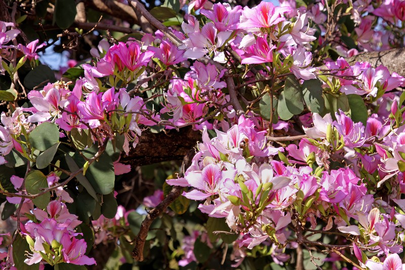 Mountain Ebony photo 8