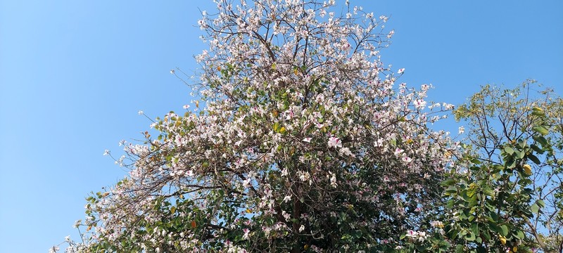 Bauhinia variegata var. variegata