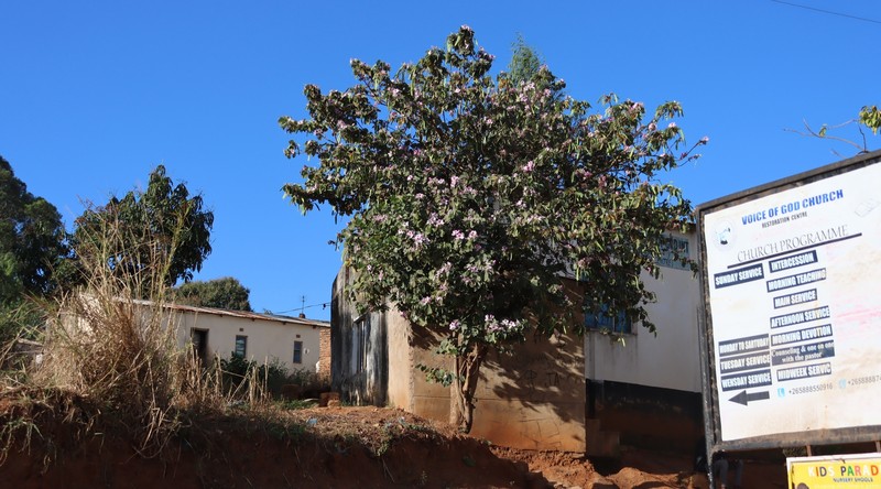 Bauhinia variegata var. variegata photo 3