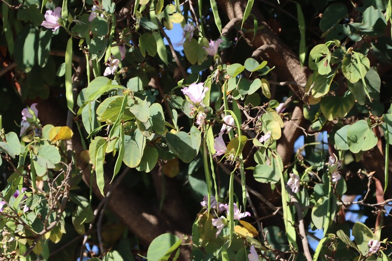 Bauhinia variegata var. variegata photo 4