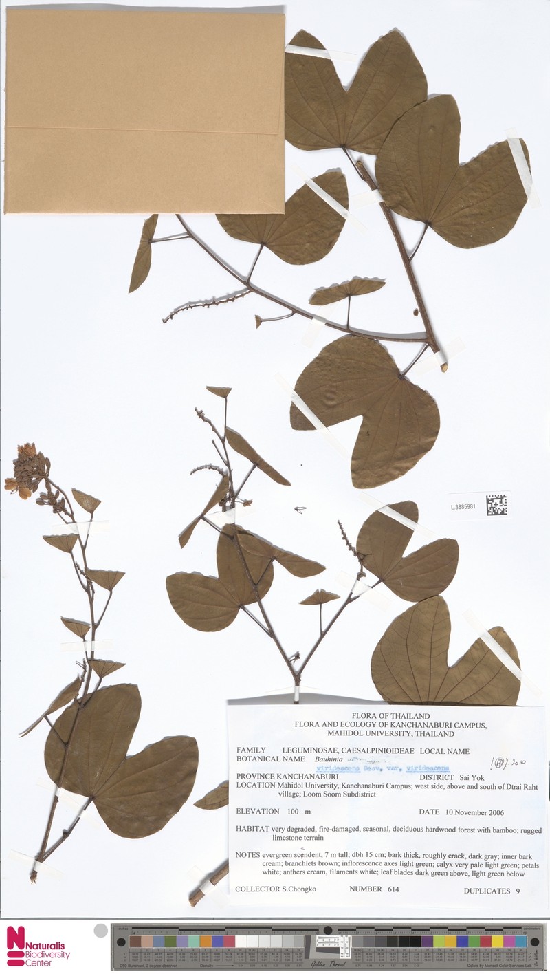 Bauhinia viridescens var. viridescens