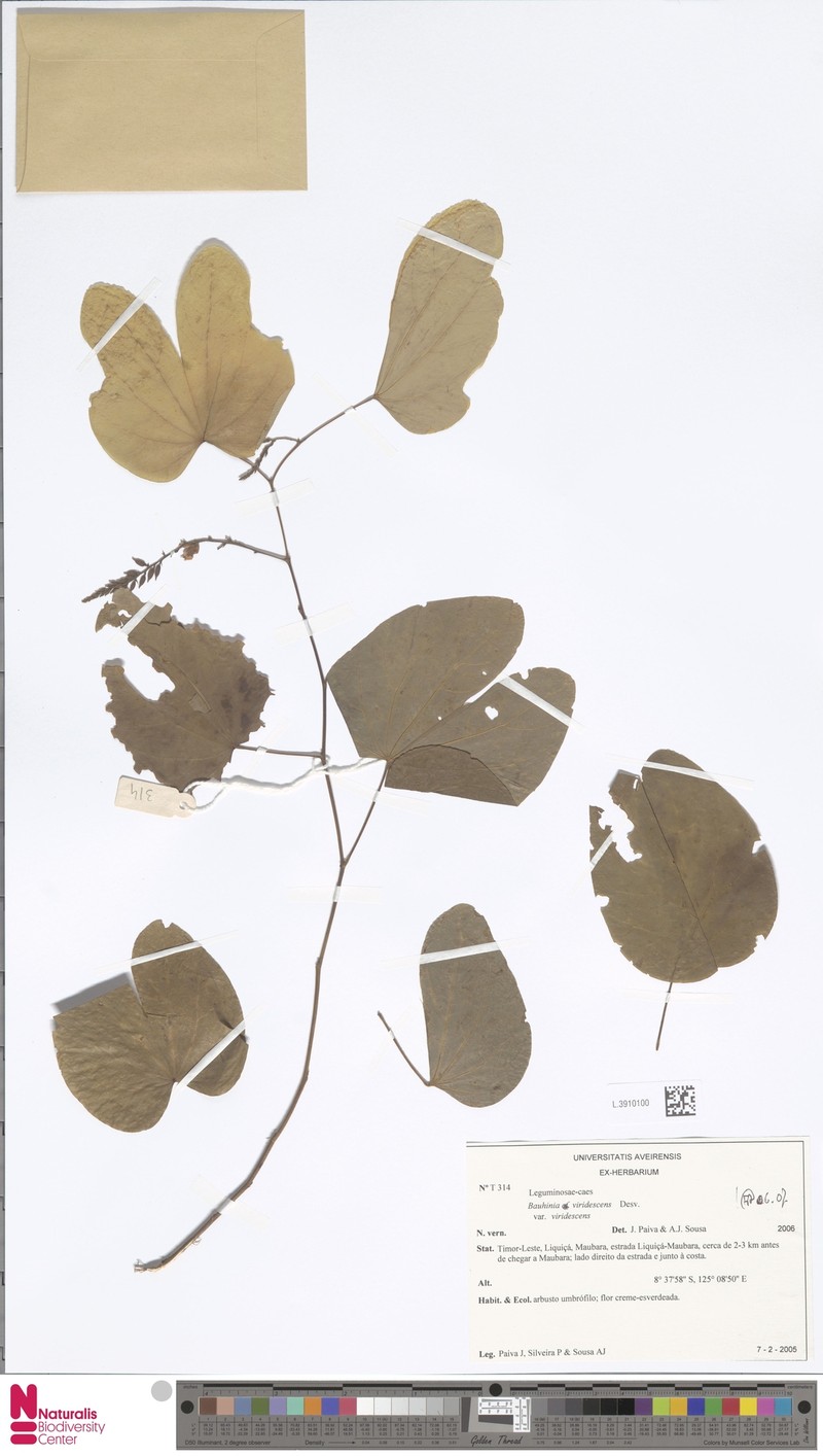 Bauhinia viridescens var. viridescens photo 2