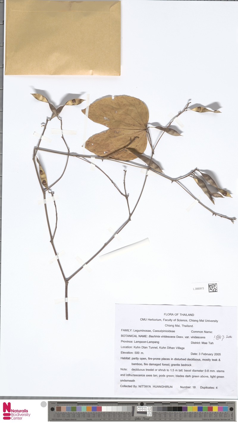 Bauhinia viridescens var. viridescens photo 3