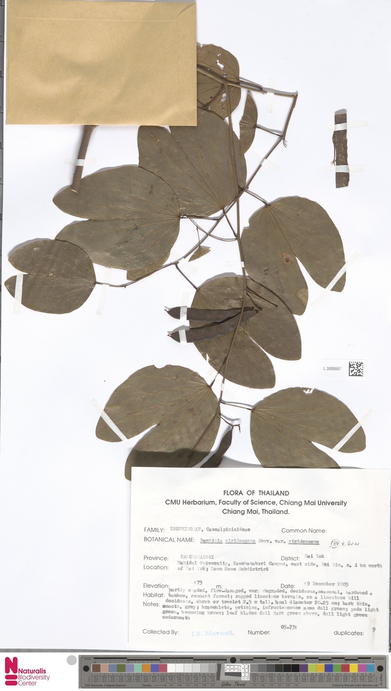 Bauhinia viridescens var. viridescens photo 4