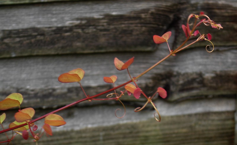 Yunnan Bauhinia photo 3