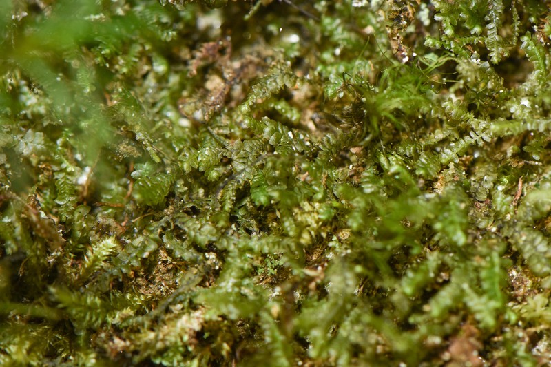 Bazzania denudata photo 6