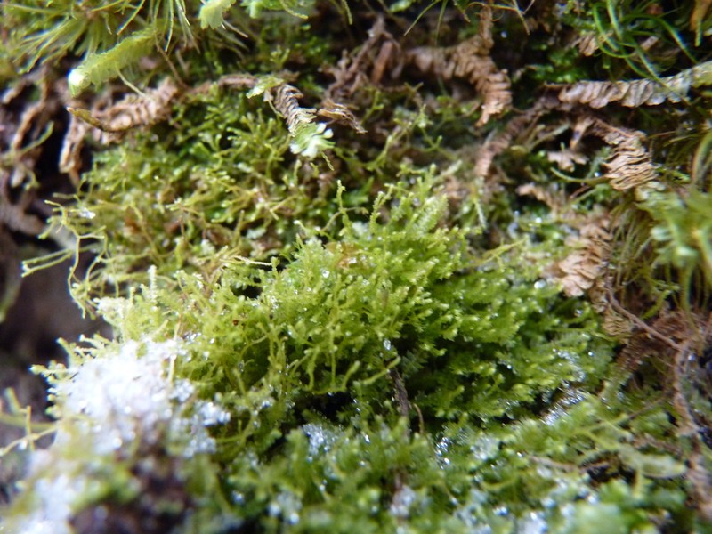 Bazzania denudata photo 7