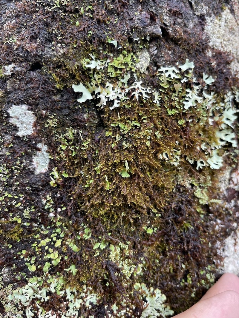 Bazzania nudicaulis photo 2