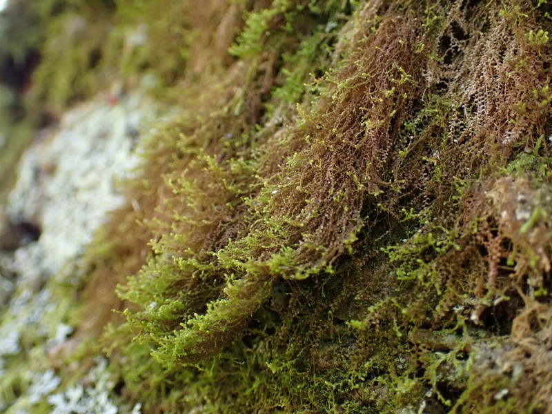 Bazzania nudicaulis photo 3