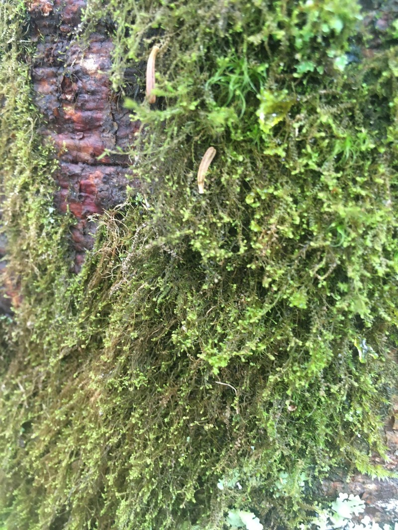 Bazzania nudicaulis photo 5
