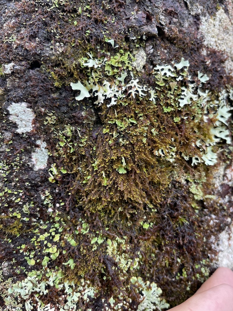 Bazzania nudicaulis photo 6