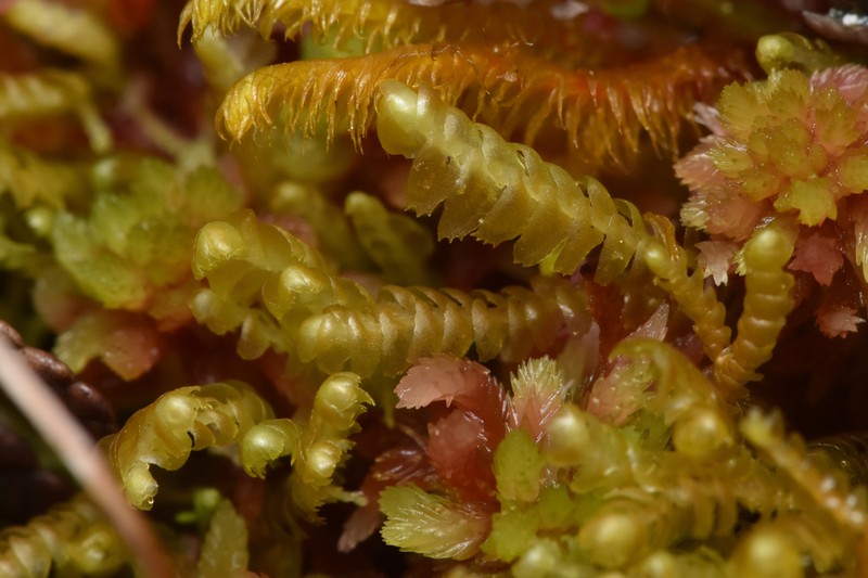 Bazzania tricrenata