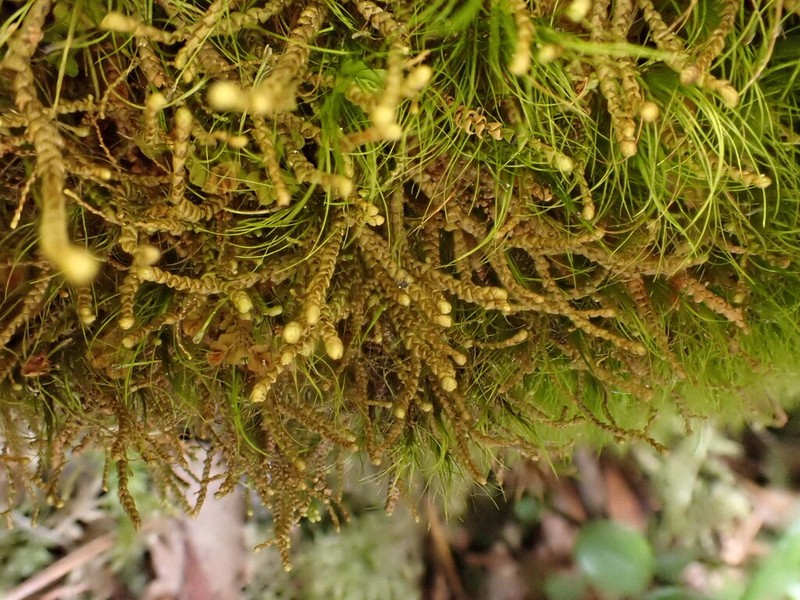 Bazzania tricrenata photo 2