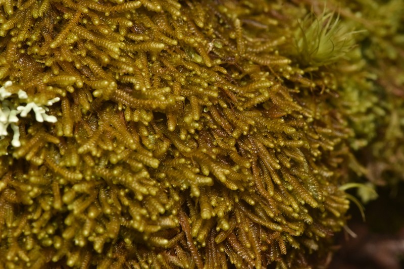 Bazzania tricrenata photo 3