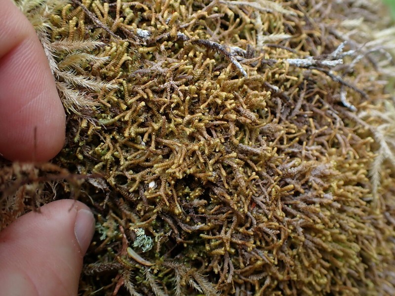 Bazzania tricrenata photo 4