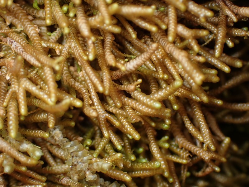 Bazzania tricrenata photo 5