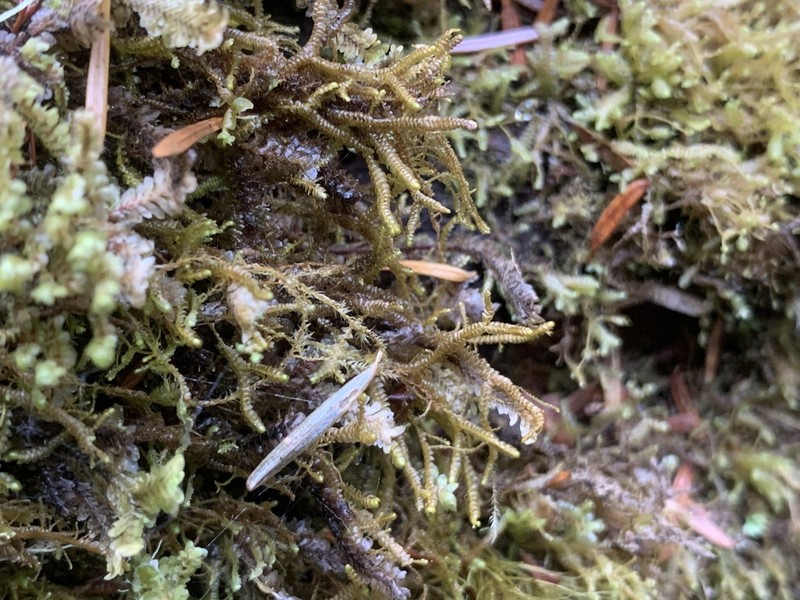 Bazzania tricrenata photo 6