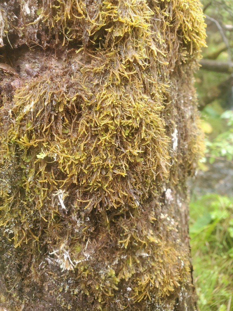 Bazzania tricrenata photo 8