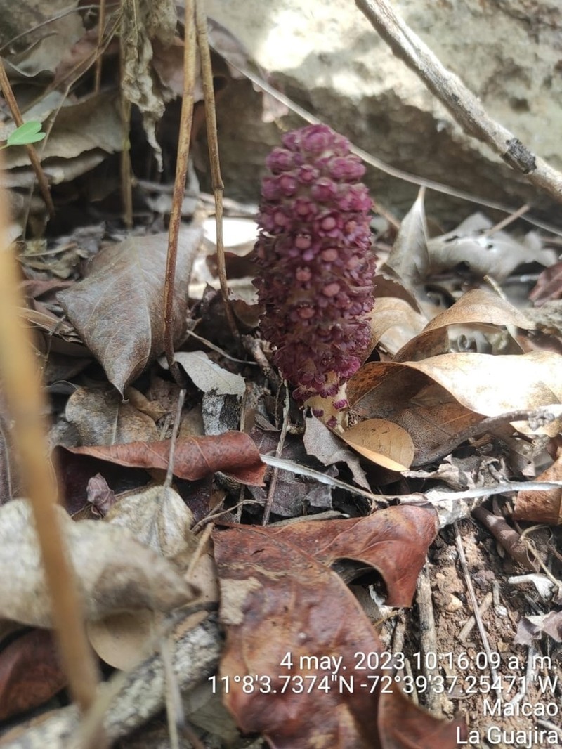 Bdallophytum caesareum photo 3
