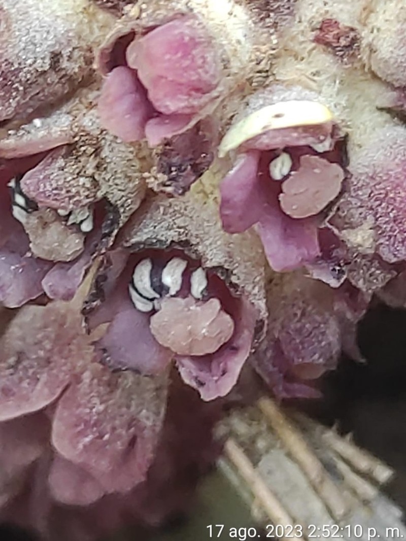Bdallophytum caesareum photo 4