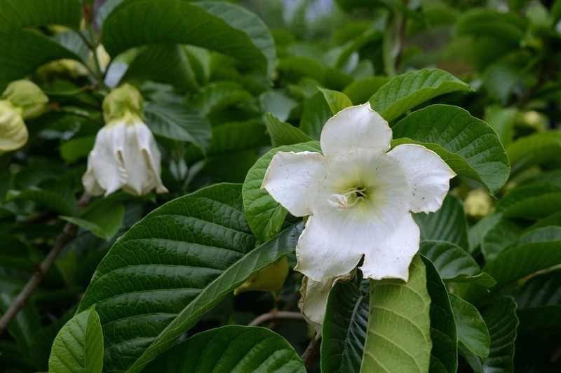Beaumontia brevituba