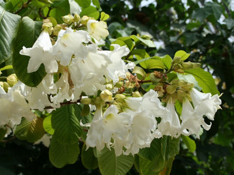 Beaumontia grandiflora photo 3