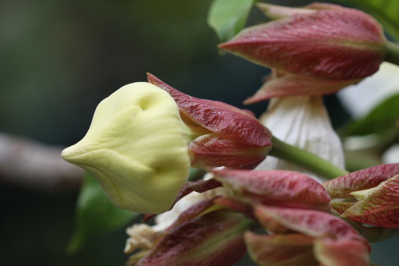Beaumontia grandiflora photo 4
