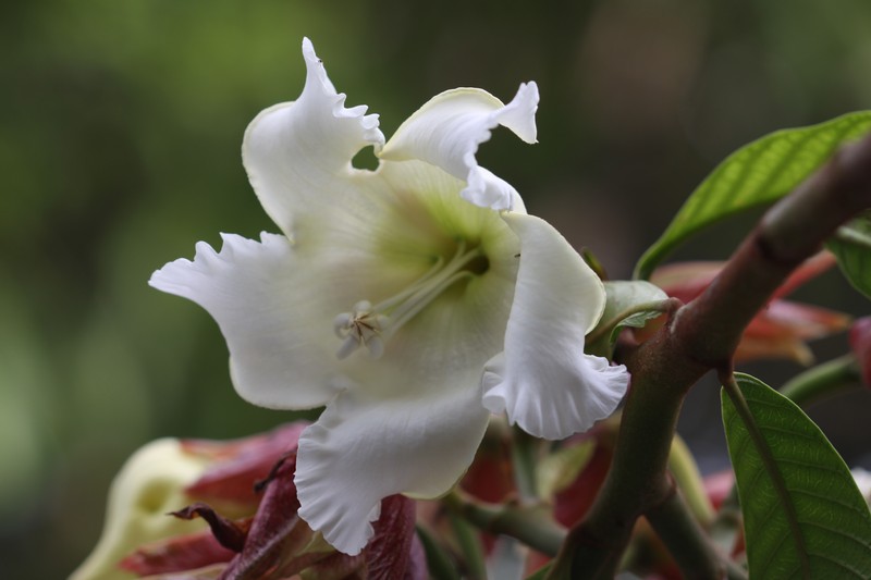 Beaumontia grandiflora photo 5