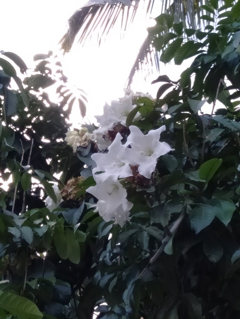 Beaumontia grandiflora photo 8