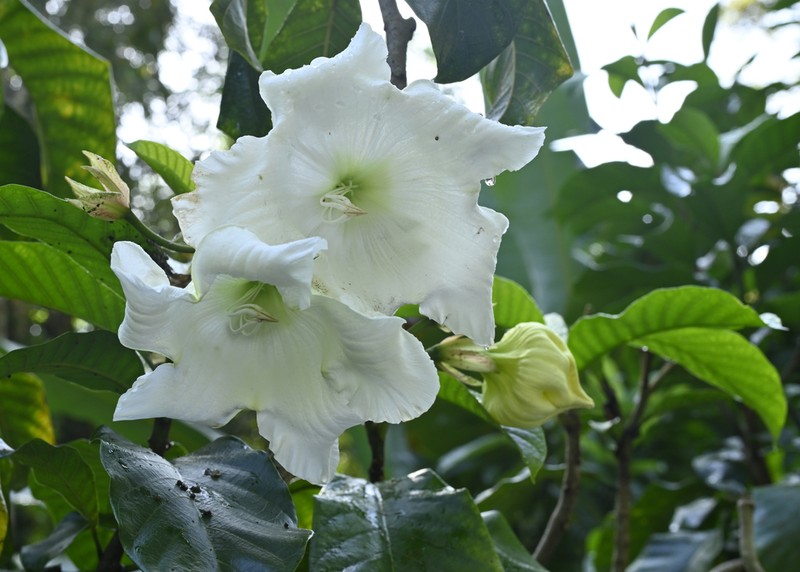 Beaumontia jerdoniana