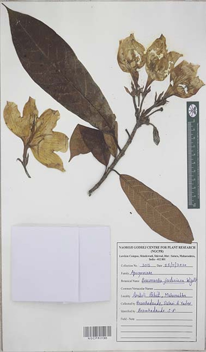Beaumontia jerdoniana photo 2
