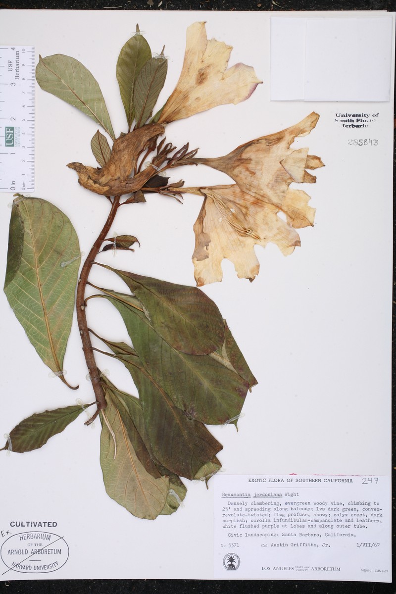 Beaumontia jerdoniana photo 3