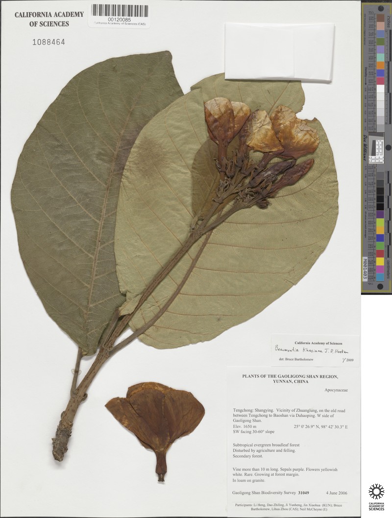 Beaumontia khasiana