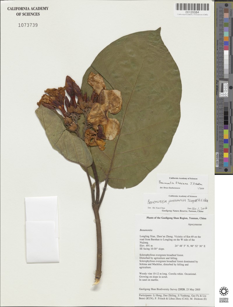 Beaumontia khasiana photo 3