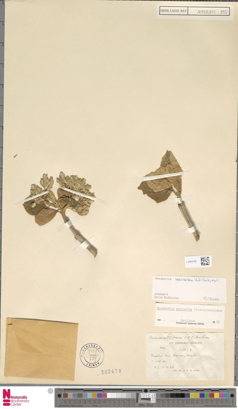 Beaumontia macrantha