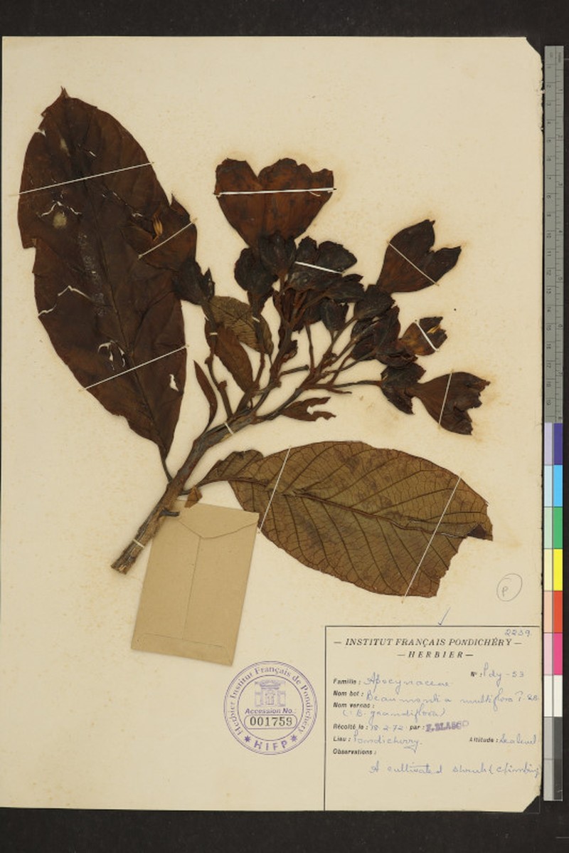 Beaumontia multiflora photo 3