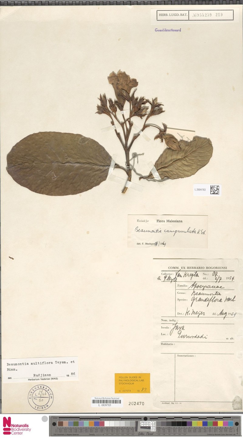Beaumontia multiflora photo 5