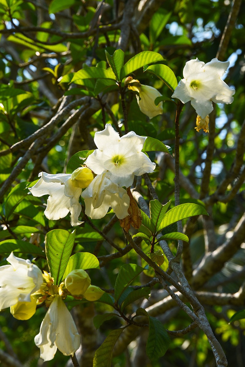 Beaumontia murtonii photo 5
