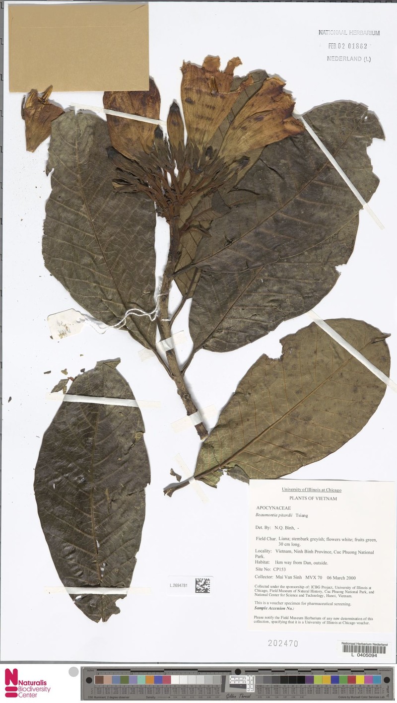 Beaumontia pitardii