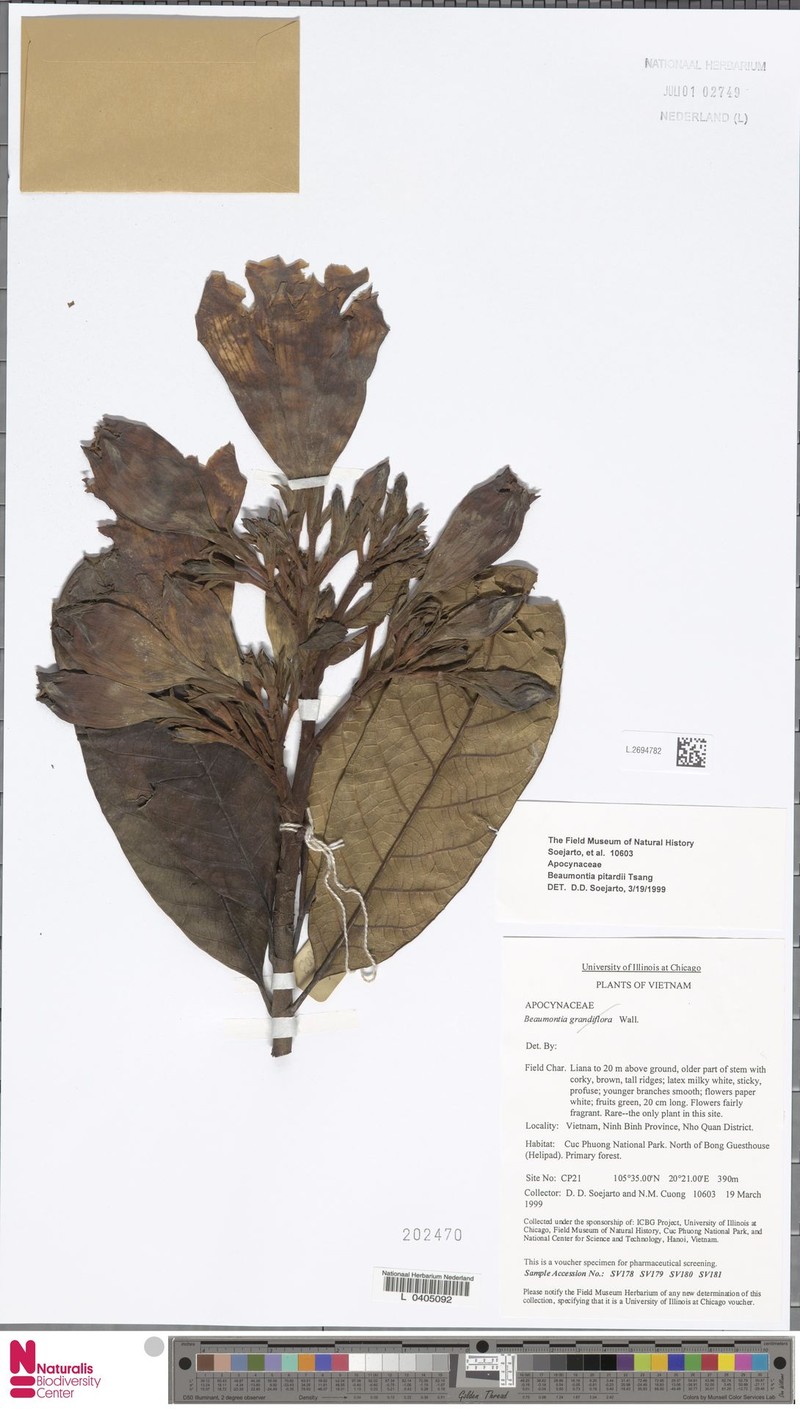 Beaumontia pitardii photo 2