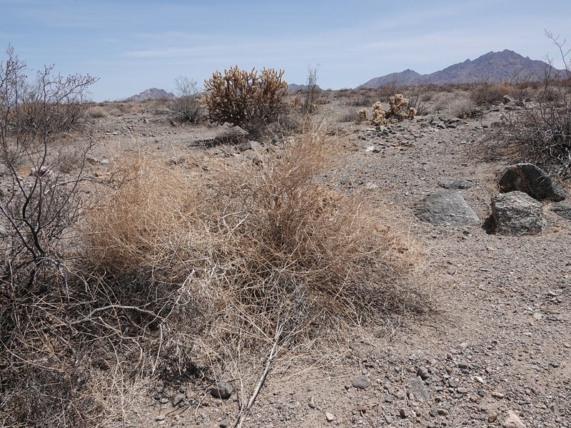 Sweetbush photo 3