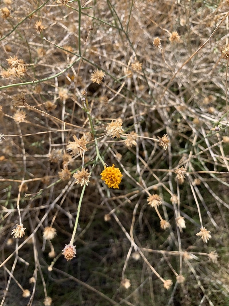 Sweetbush photo 4
