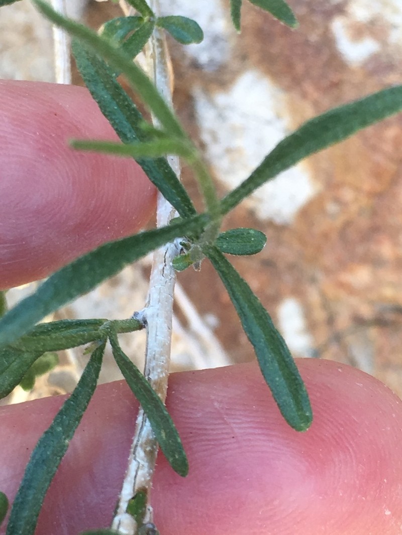 Sweetbush photo 5