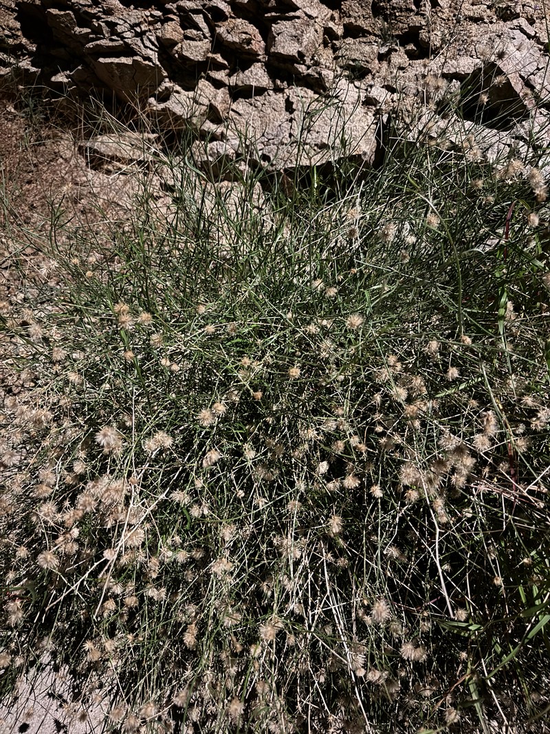 Bebbia juncea var. aspera