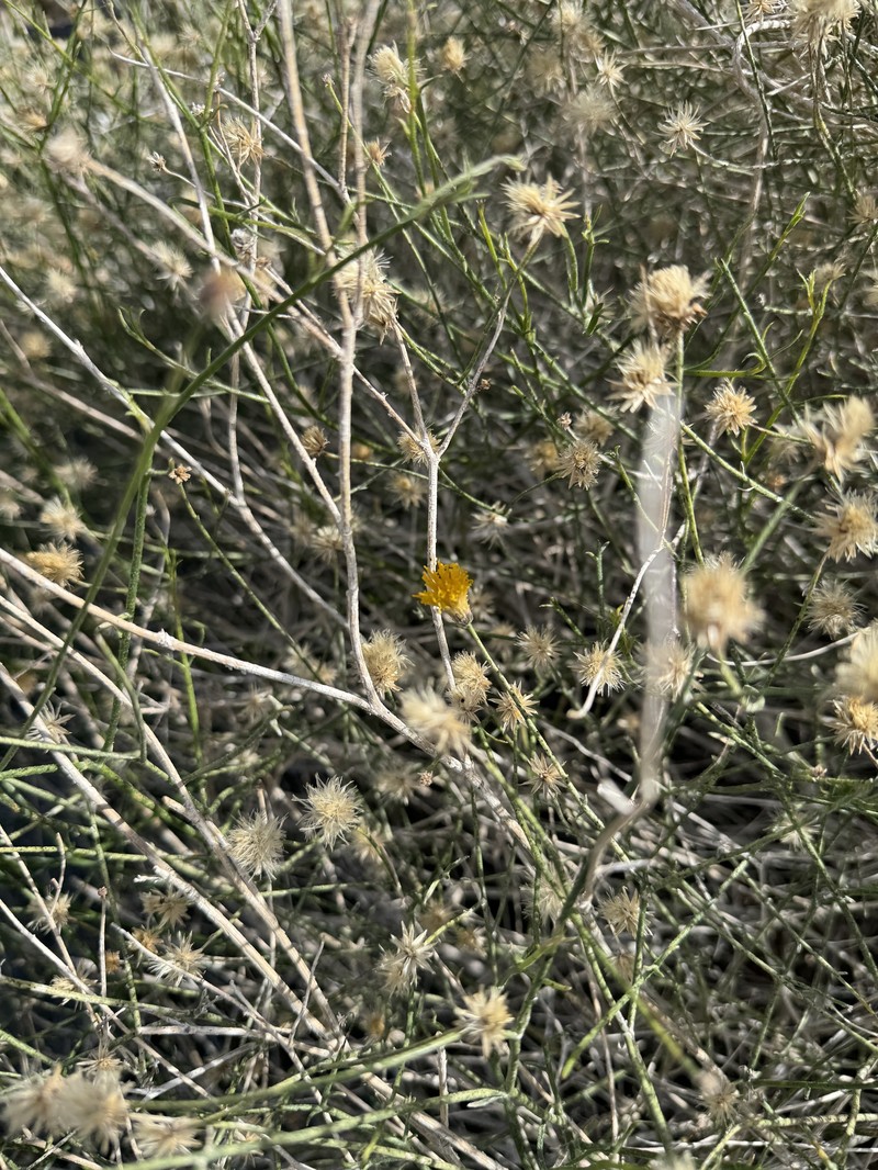 Bebbia juncea var. aspera photo 2