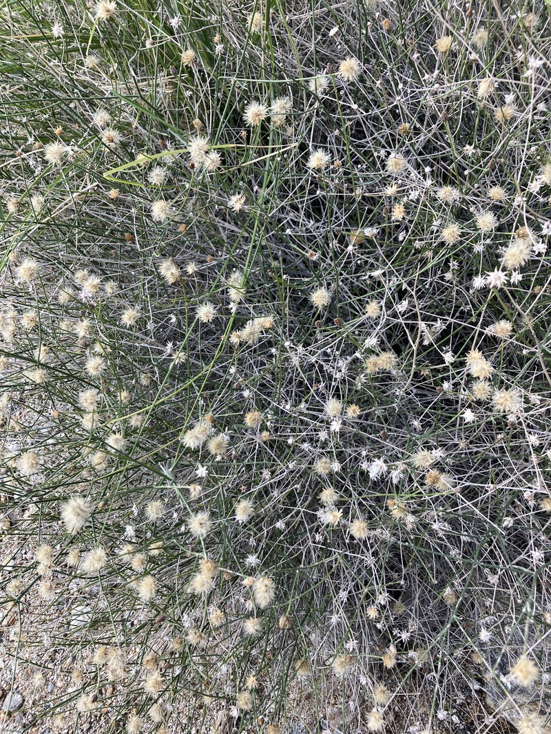 Bebbia juncea var. aspera photo 3