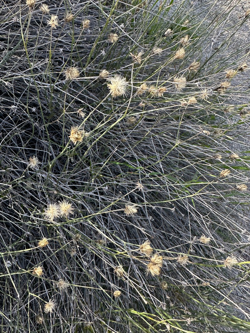 Bebbia juncea var. aspera photo 4