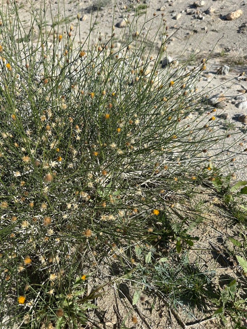 Bebbia juncea var. aspera photo 5
