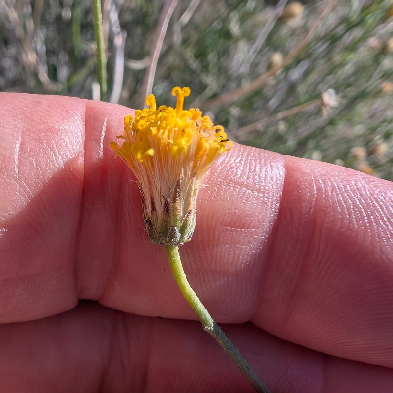 Bebbia juncea var. aspera photo 6