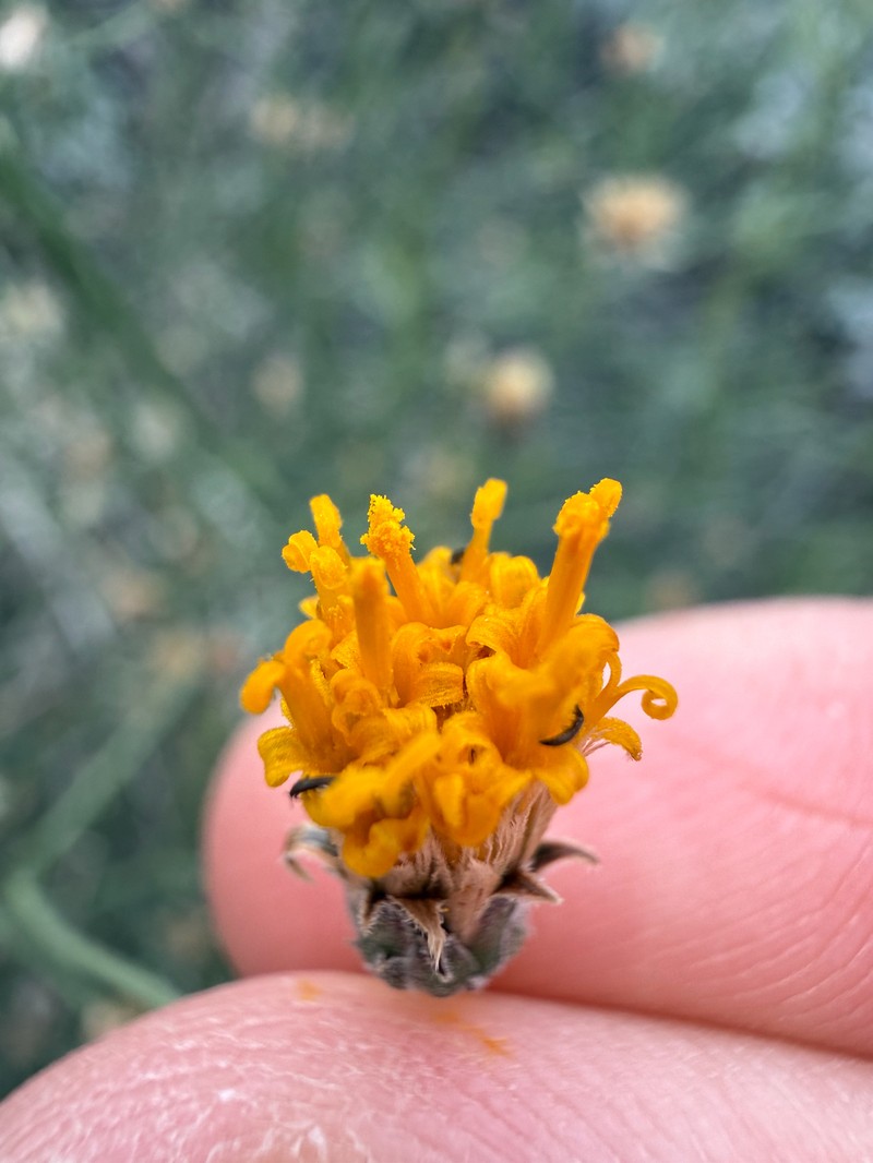 Bebbia juncea var. aspera photo 7